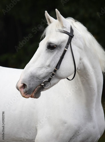White Lipizzaner horse with bridle