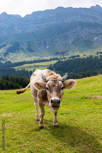 Mucca al pascolo  svizzera