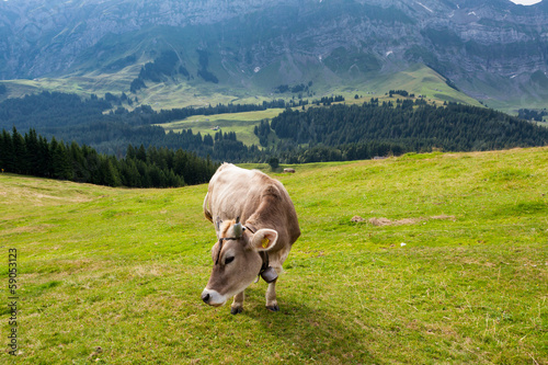 Mucca al pascolo, svizzera