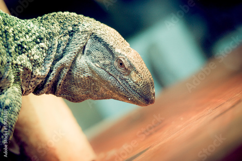 Varan aquatique