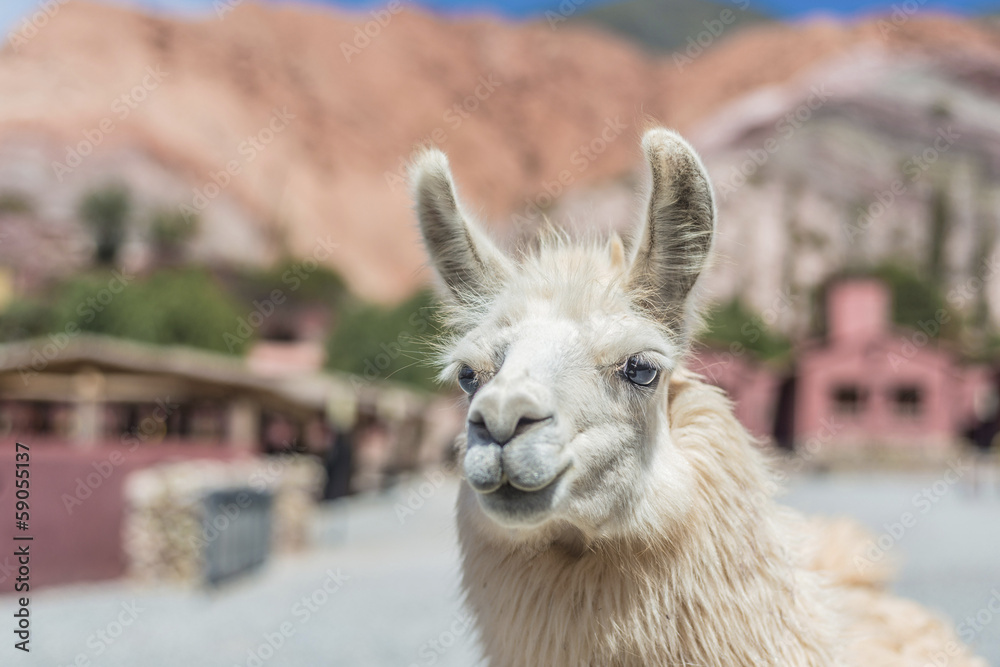 Fototapeta premium Llama in Purmamarca, Jujuy, Argentina.
