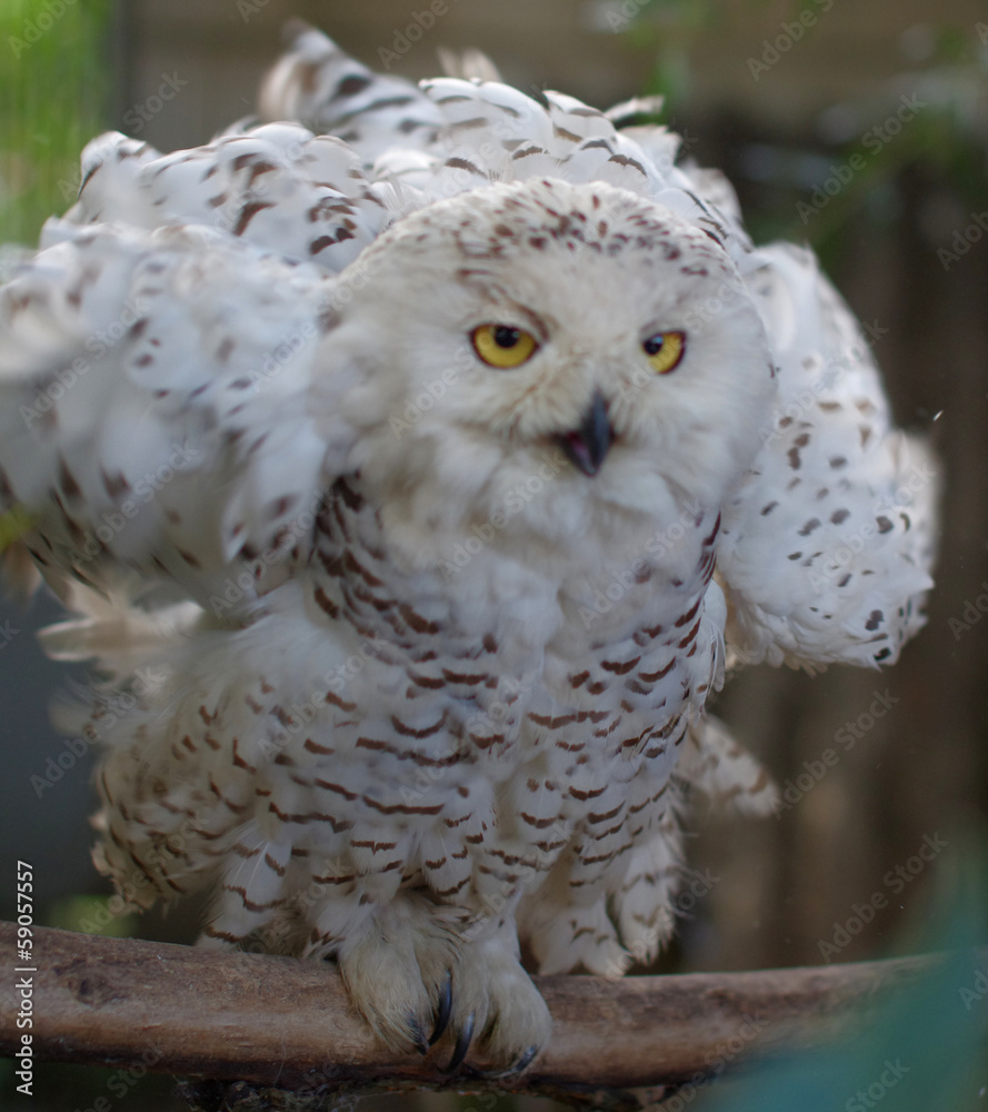 Obraz premium Polar owl