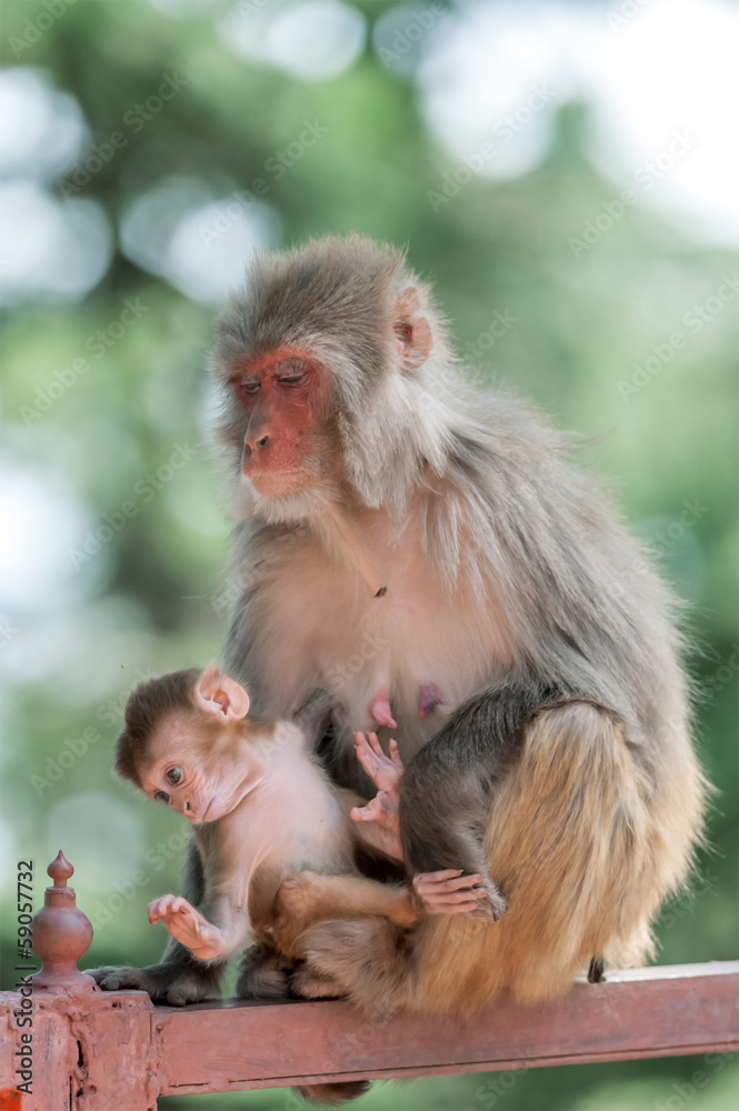 monkey monkey