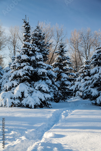 Conifer trees covered with snow