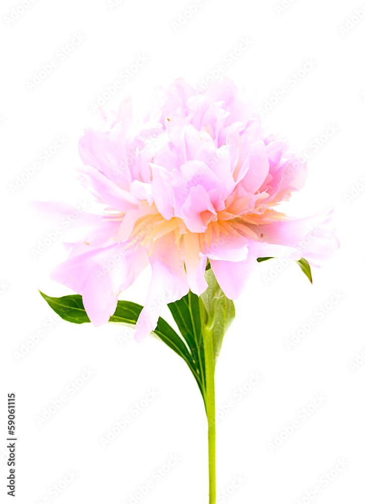 Pink peony flower isolated on white