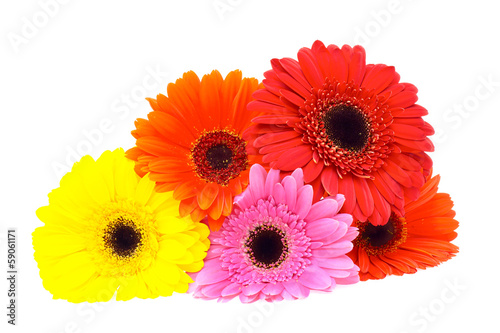 Gerbera flower isolated on white background