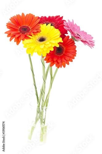Gerbera flower isolated on white background