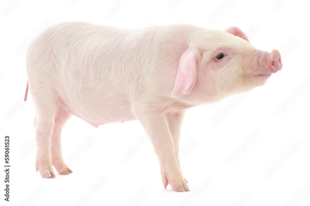 Pig on white Pig on white