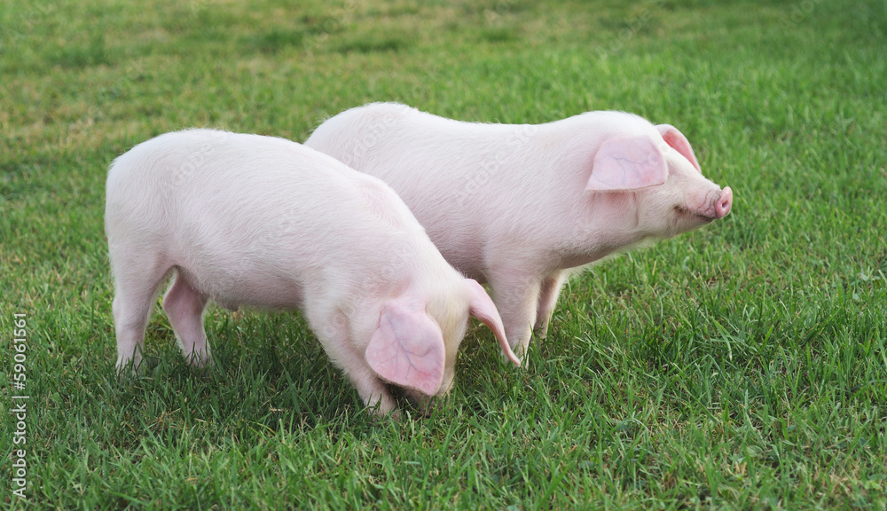 small pigs small pigs