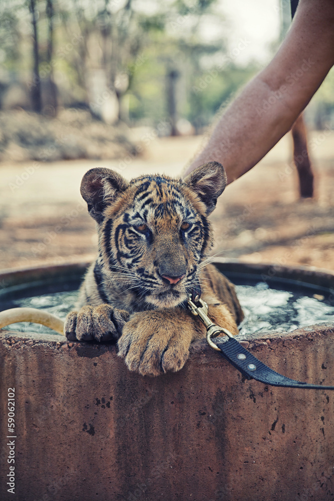Fototapeta premium Tiger Cub