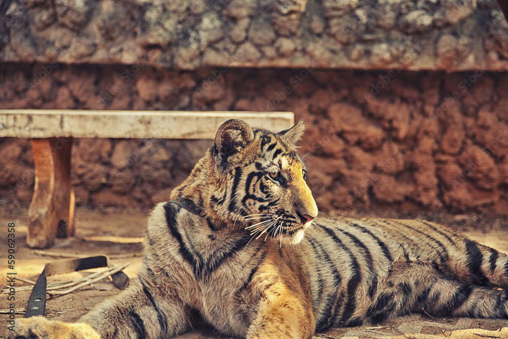 Naklejka premium Tiger Cub with Monk