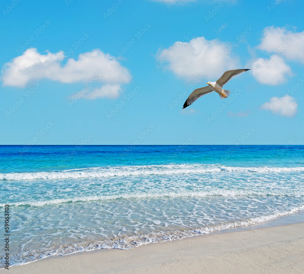 Fototapeta premium seagull in Stintino