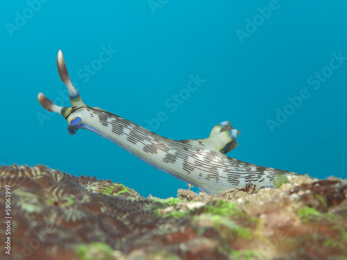 Nudibranch Nembrotha lineolata photo