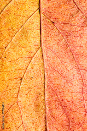 Background of autumn leaves. macro