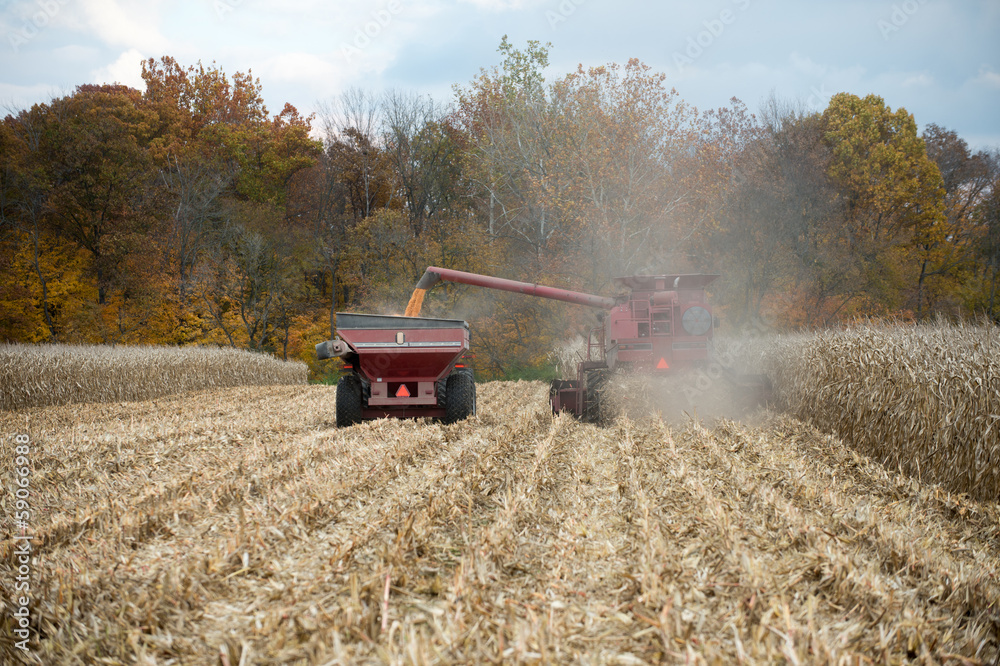 Fototapeta premium Combining corn field
