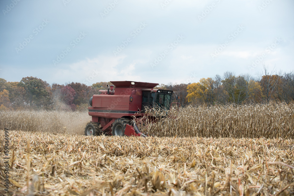 Naklejka premium Combining corn field