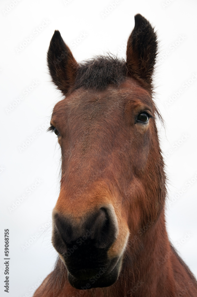 Tête de cheval de trait ardennais