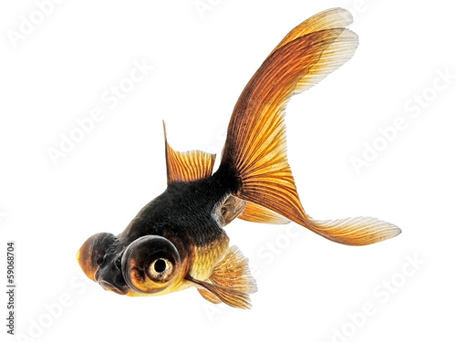 Slika na platnu Dragon eye goldfish