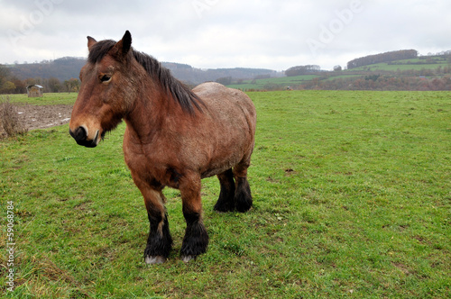 Cheval de trait dans son pré