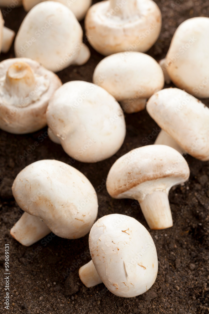 White mushrooms White mushrooms