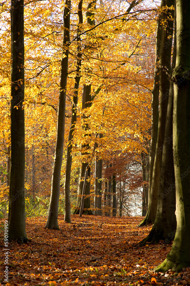 Fototapeta premium Autumn Forest - 01