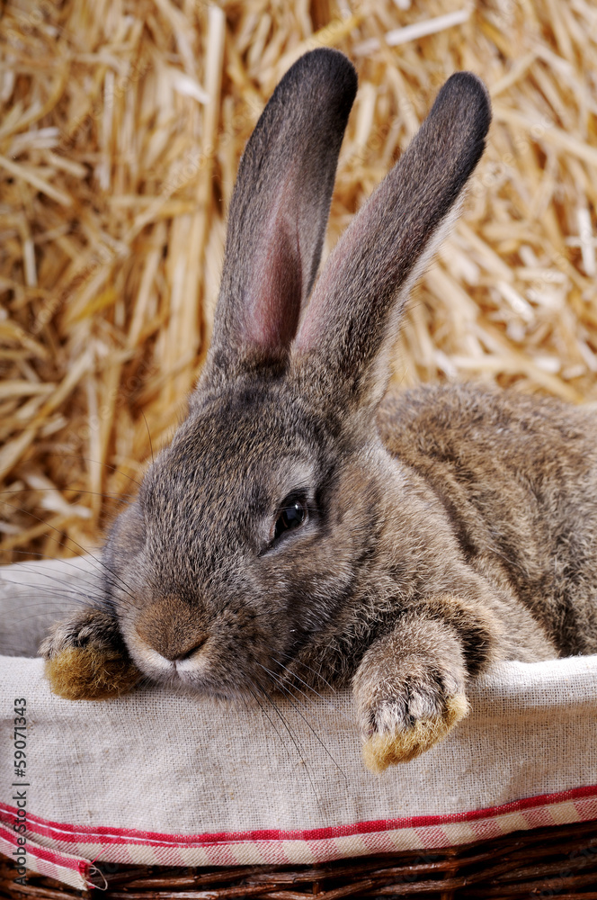 Fototapeta premium cute rabbit