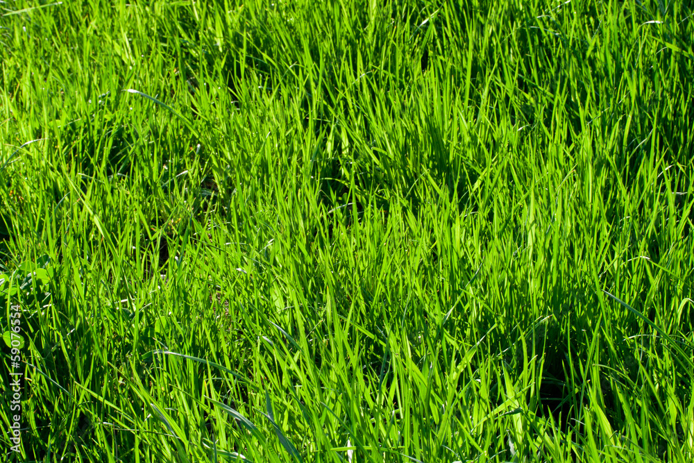 Green grass Green grass