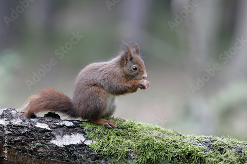 Red squirrel  Sciurus vulgaris