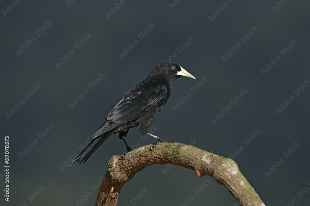 Red-rumped cacique, Cacicus haemorrhous Red-rumped cacique, Cacicus haemorrhous
