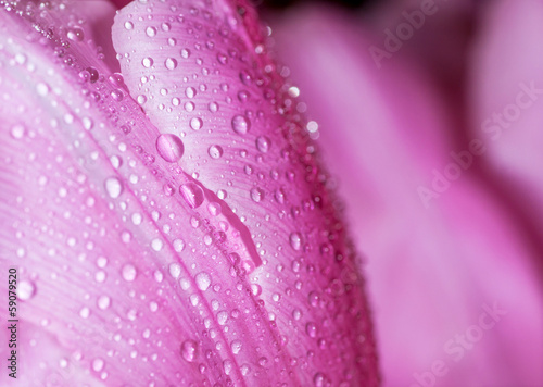 Water drop on pink petals  shallow depth of field.