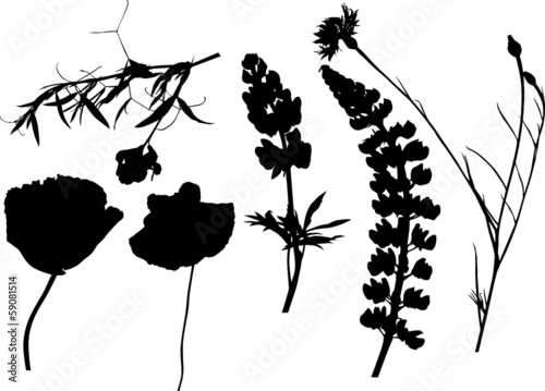 Fototapeta Naklejka Na Ścianę i Meble -  six wildflowers silhouettes on white