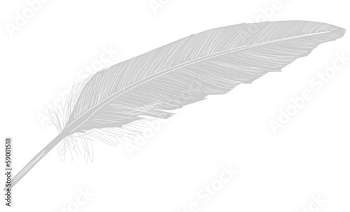 single gray feather illustration