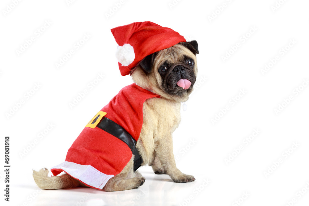 Cute pug puppy wearing a santa claus costume