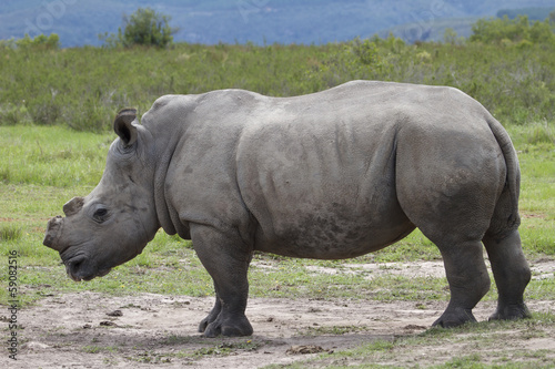 De-Horned Rhino Side Profile