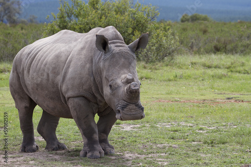 De-horned Rhino