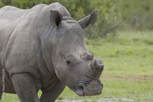 De-Horned Rhino Close-up © Karen Hadley
