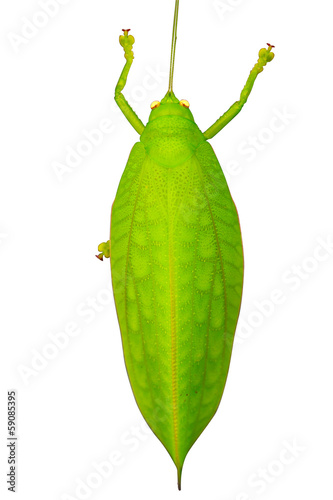 Green giant katydid Stilpnochlora couloniana photo