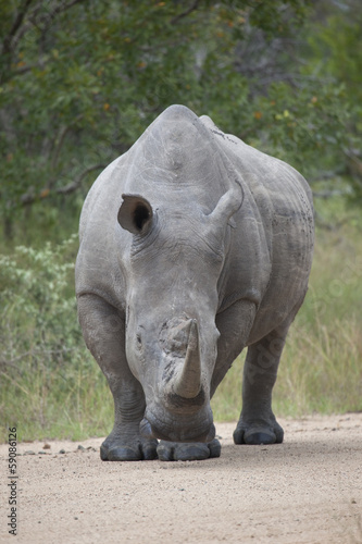 White Rhino bull portrait orientation