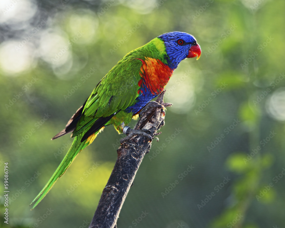 Sunset Lorikeet
