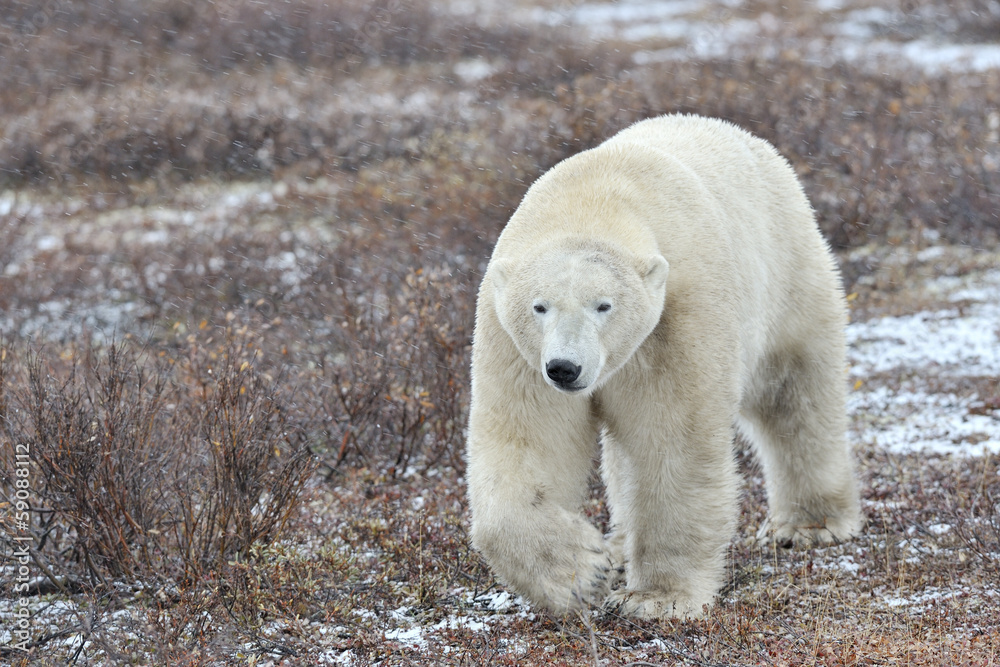 Polar bear walking on tundra during blizzard. Polar bear walking on tundra during blizzard.