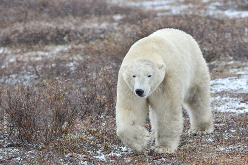 Polar bear walking on tundra during blizzard.