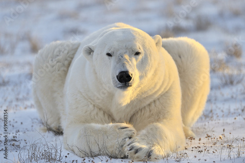 Polar bear lying at tundra.