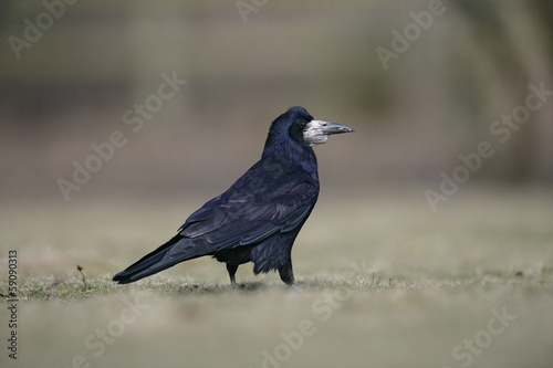 Rook, Corvus frugilegus, © Erni