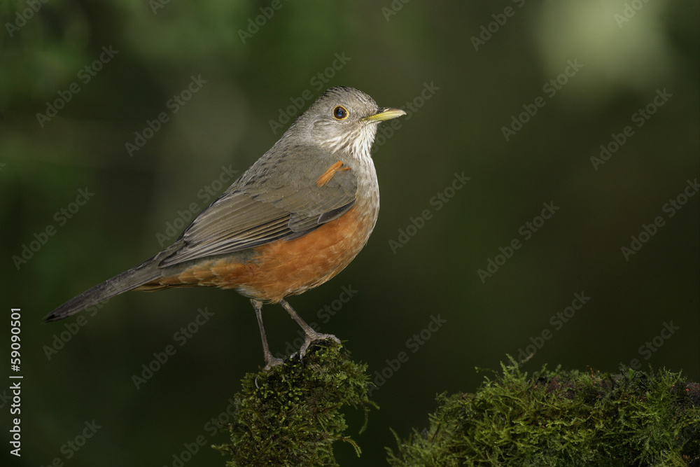Rufous-bellied thrush, Turdus rufiventris Rufous-bellied thrush, Turdus rufiventris