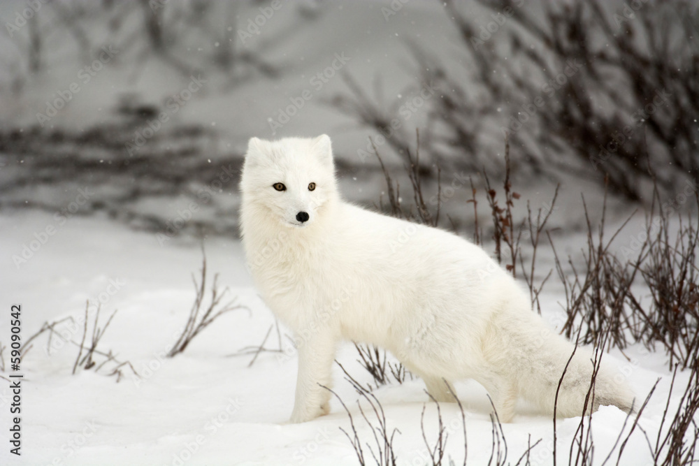 Arctic Fox