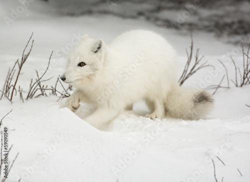 Arctic Fox © Tony Campbell