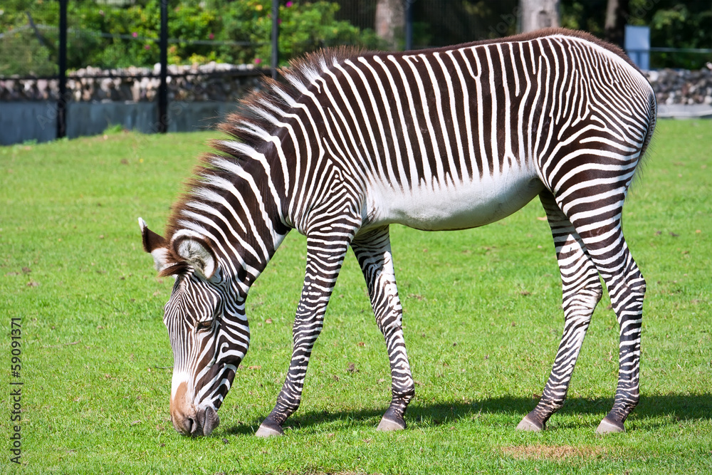 Zebra Zebra