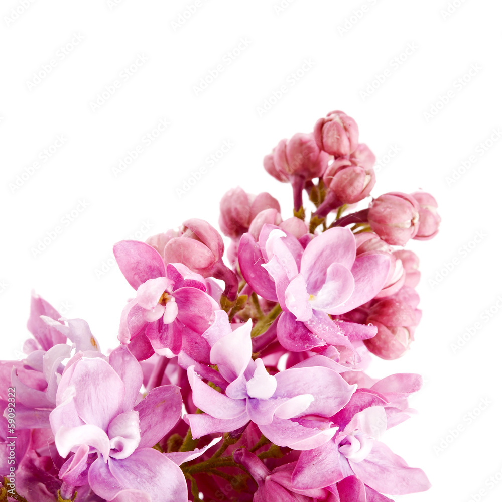 Lilac branch. Lilac branch.