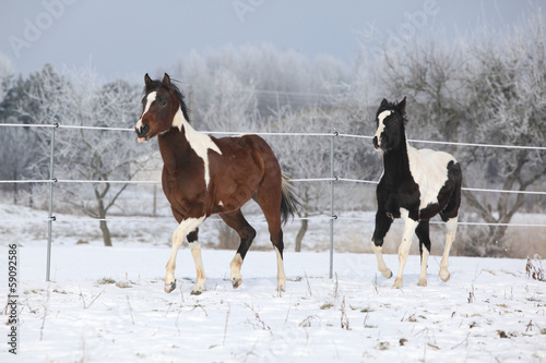 Two paint horses playing in winter © Zuzana Tillerova