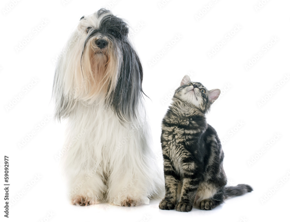 tibetan terrier and kitten